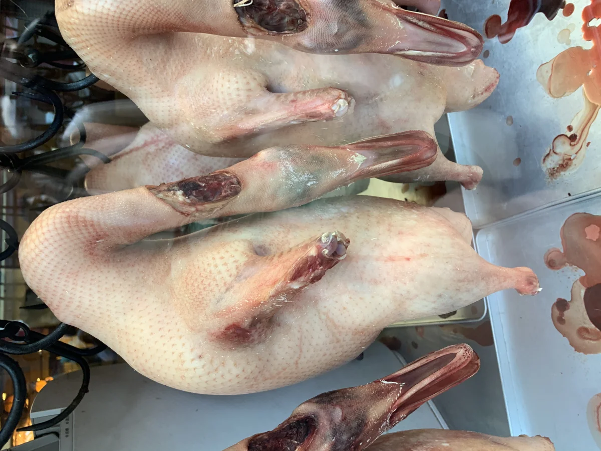 Peking ducks being prepared before roasting
