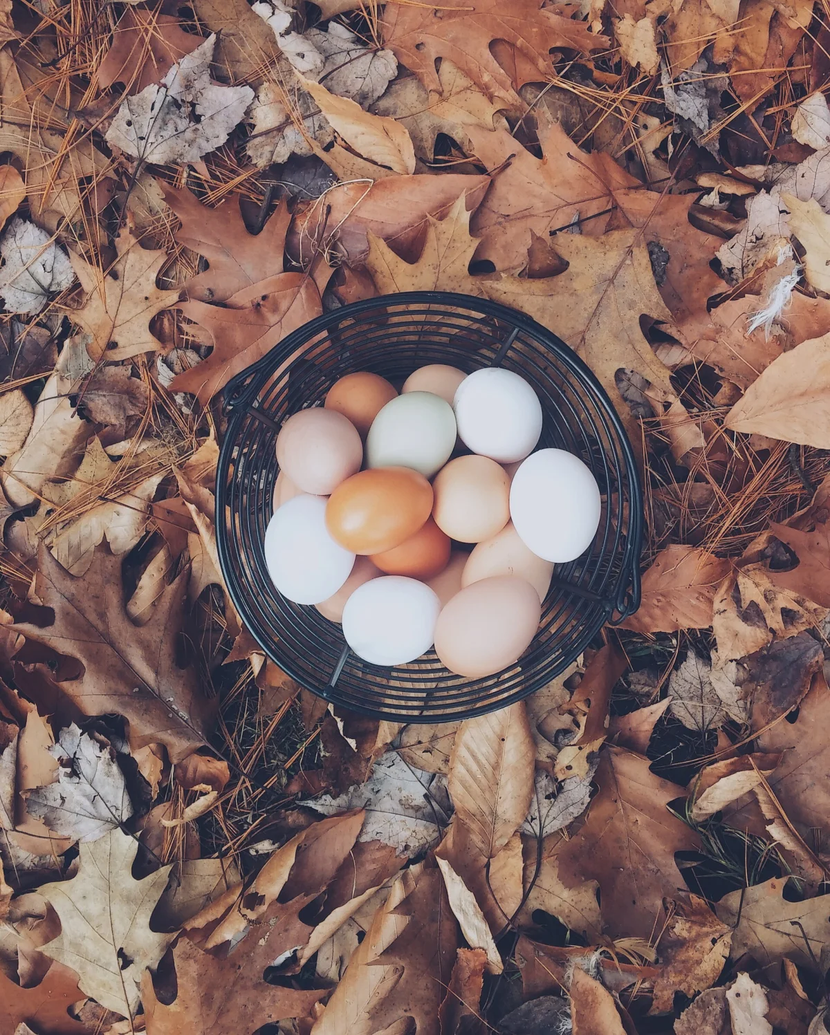 Fresh chicken eggs illustrating a common ingredient in saqima dough
