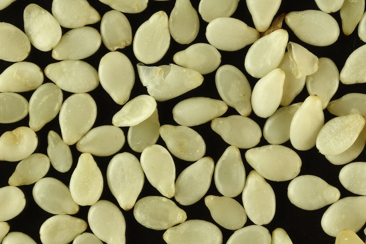 Close-up of white sesame seeds used on some Beijing-style saqima